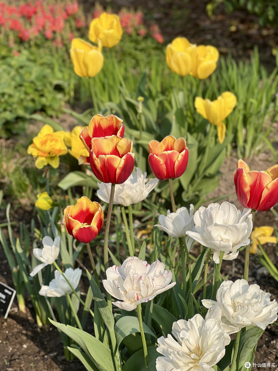 4月上海植物园赏花全攻略丨错过等一年!
