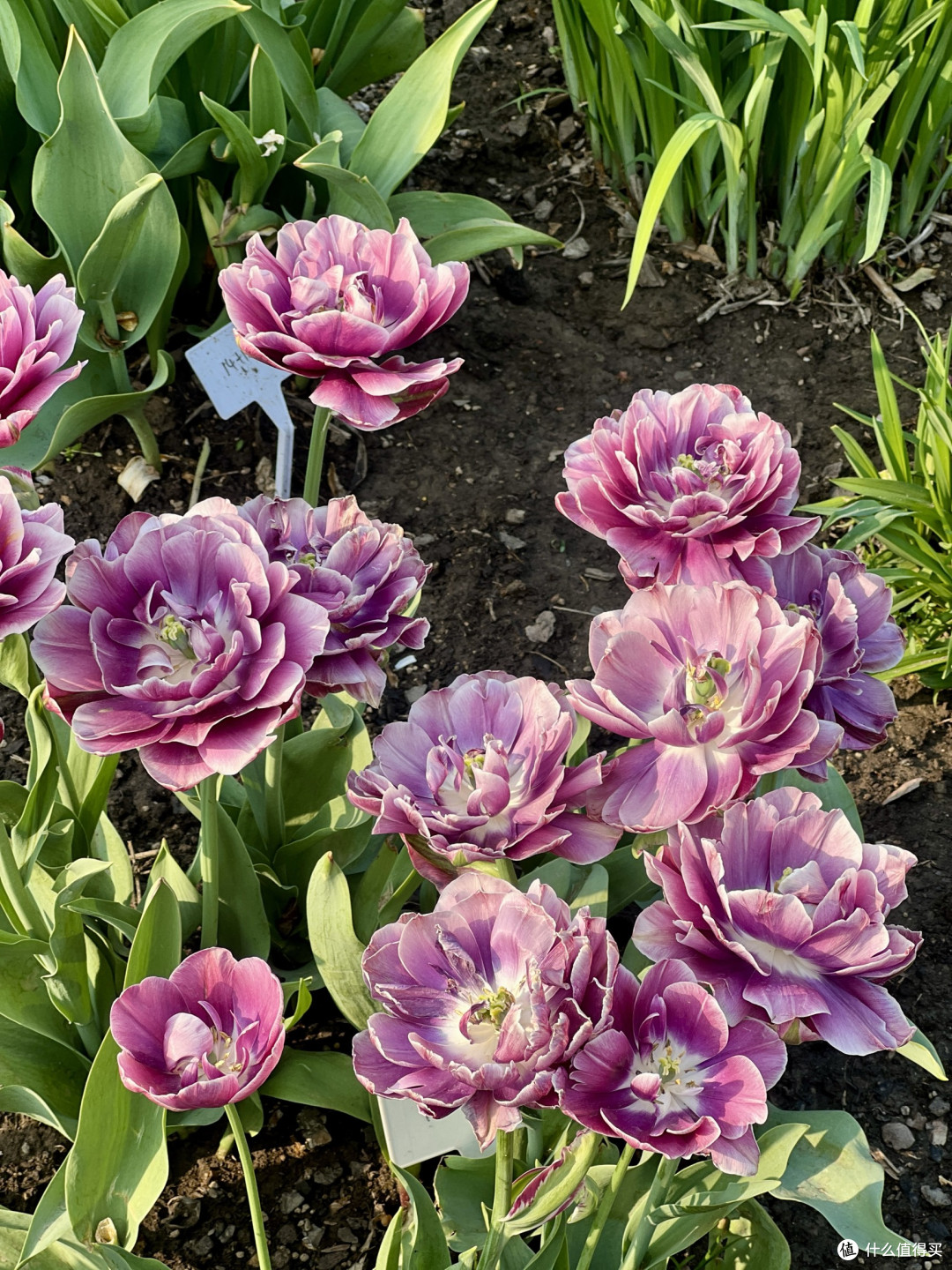 4月上海植物园赏花全攻略丨错过等一年!