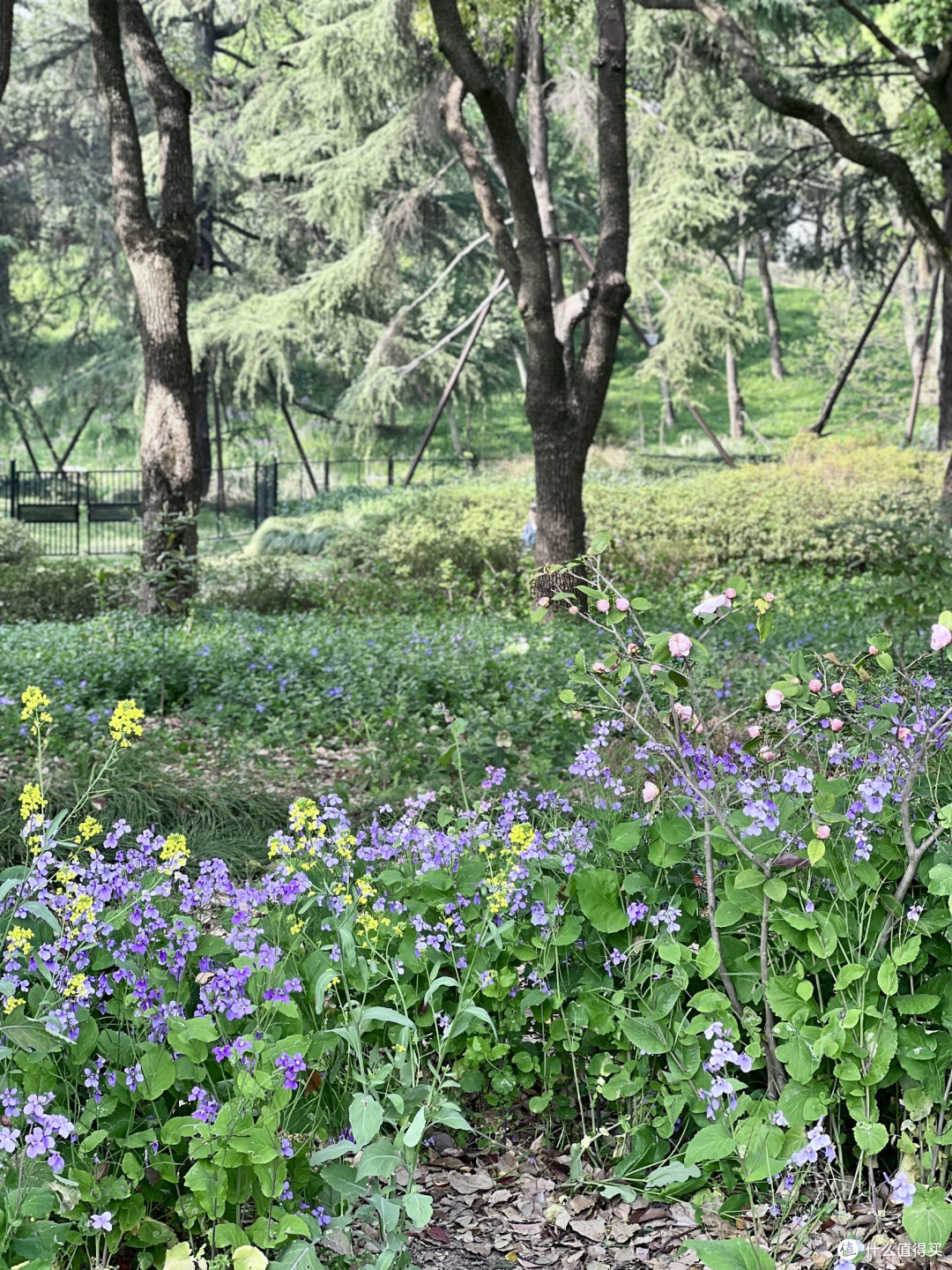 4月上海植物园赏花全攻略丨错过等一年!