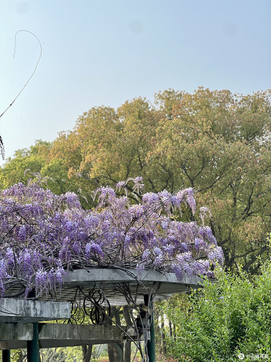 4月上海植物园赏花全攻略丨错过等一年!