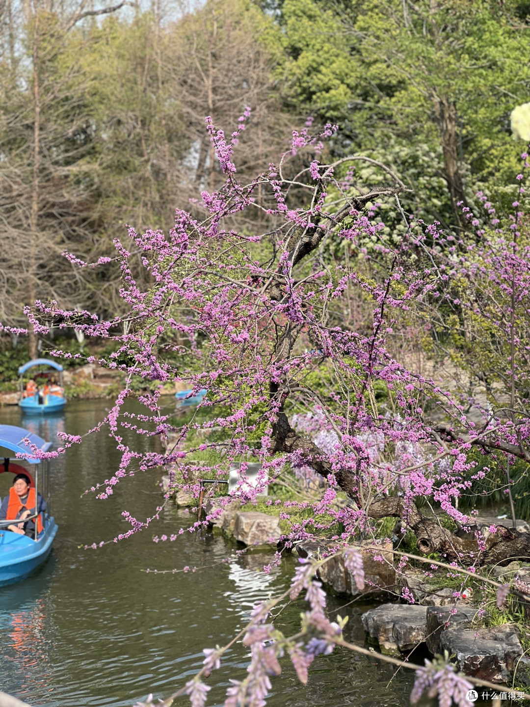 4月上海植物园赏花全攻略丨错过等一年!