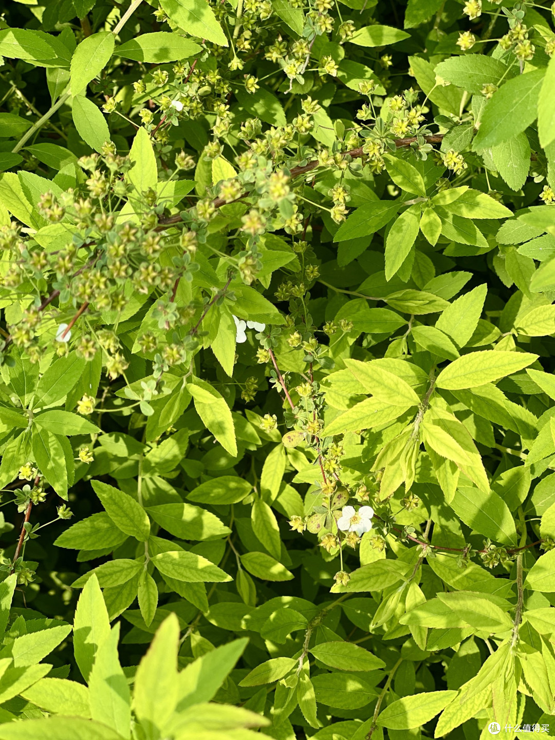 4月上海植物园赏花全攻略丨错过等一年!
