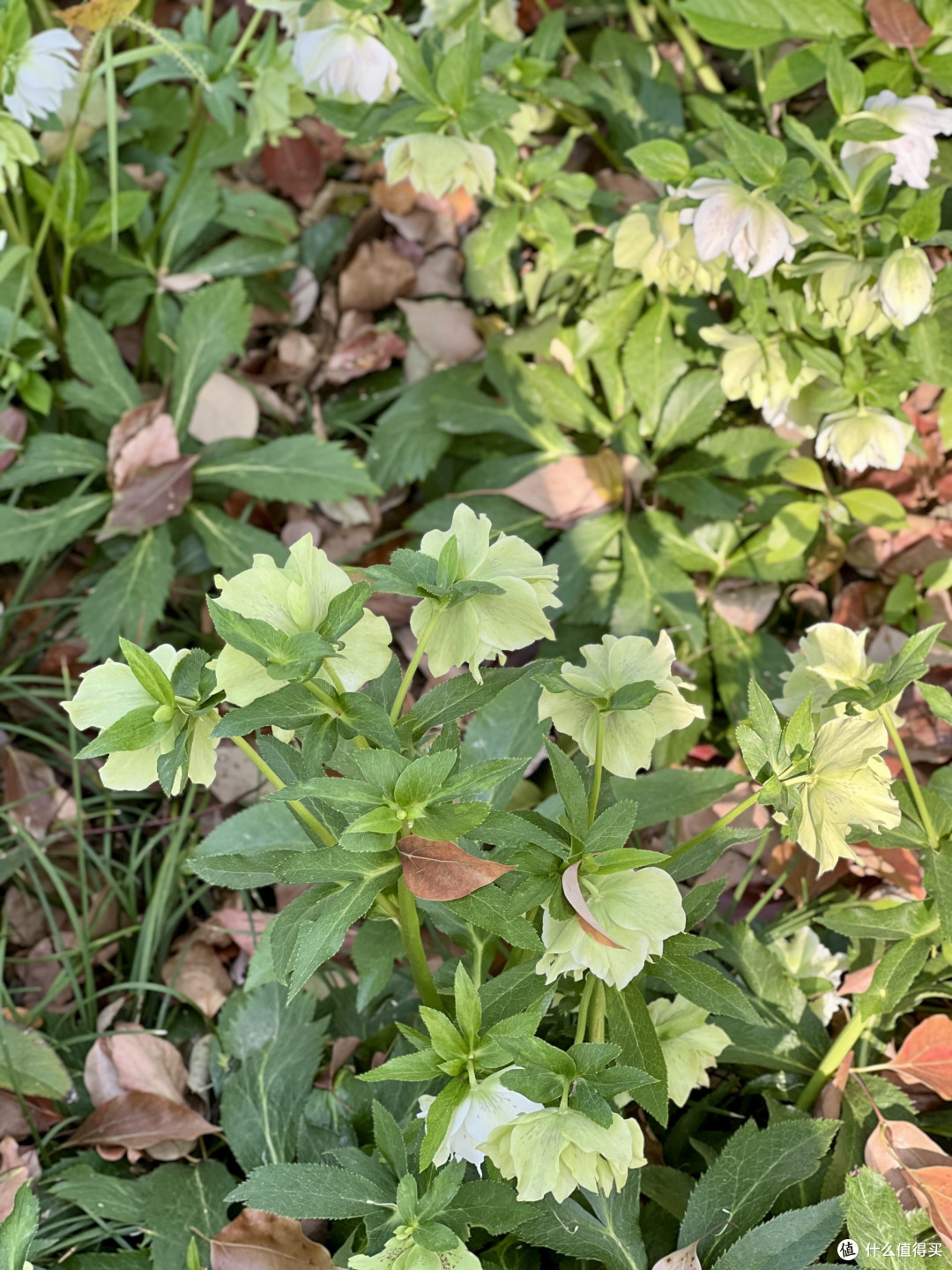 4月上海植物园赏花全攻略丨错过等一年!