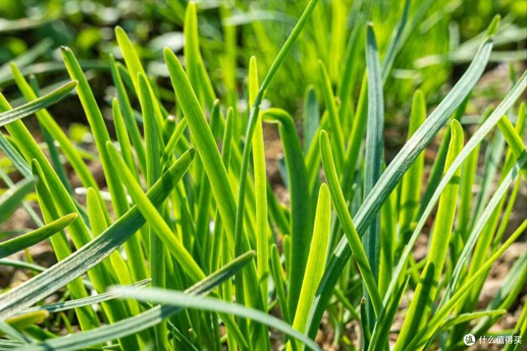 仲春时节,这种“开春第一鲜”抓紧吃,1元钱1斤,包饺子吃真香!