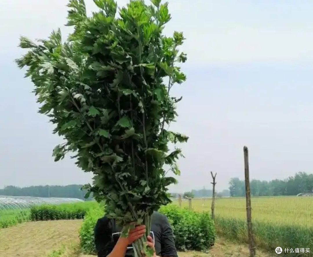 清明假期摘艾草做青团