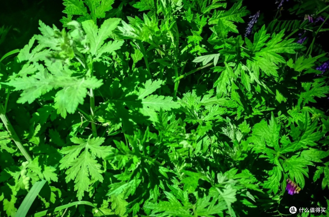 艾草青团的营养价值与食用建议