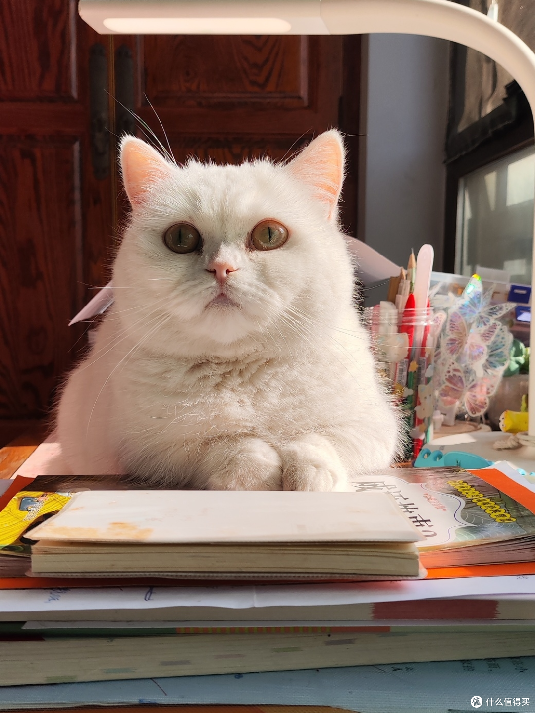 为什么你工作时猫咪总爱守着你？揭秘猫主子的6个小心思 想些什么