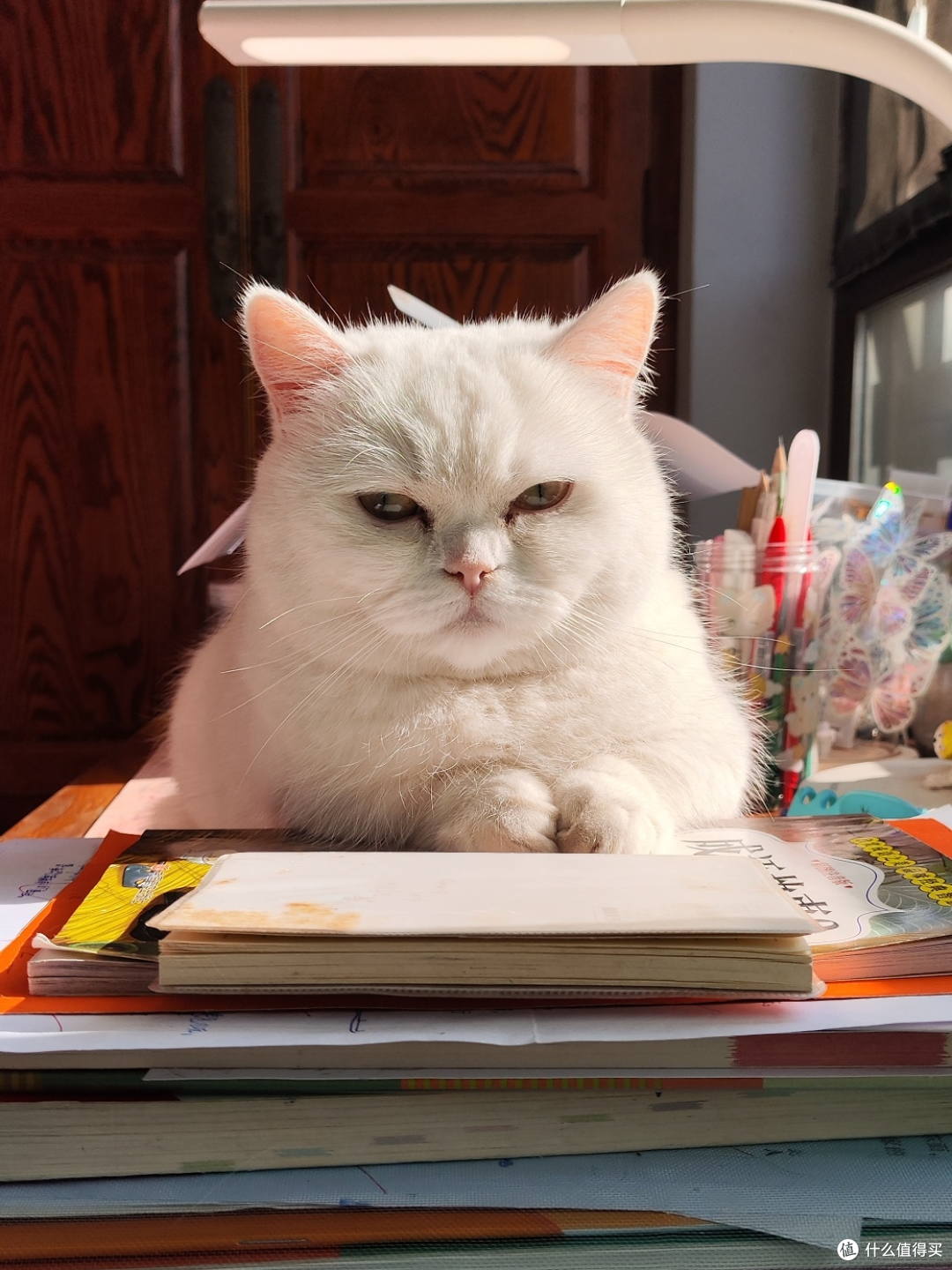 为什么你工作时猫咪总爱守着你？揭秘猫主子的6个小心思 想些什么