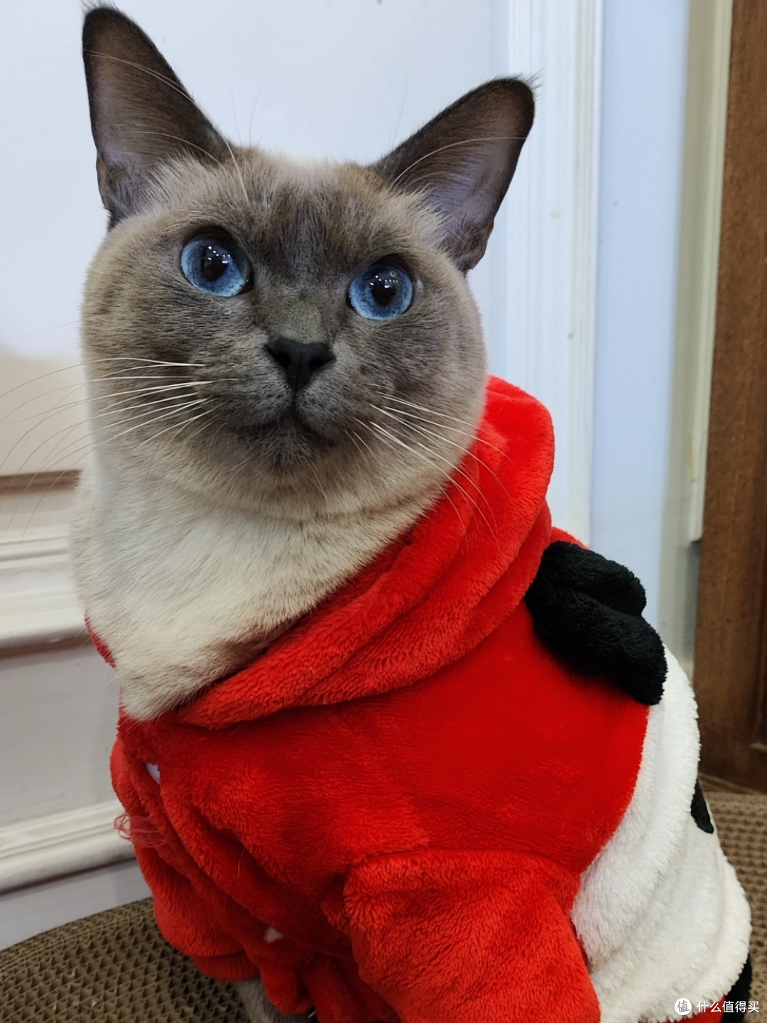 为什么你工作时猫咪总爱守着你？揭秘猫主子的6个小心思 想些什么