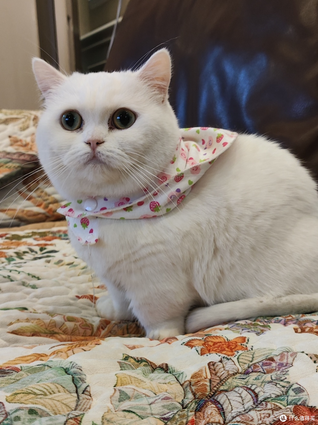 为什么你工作时猫咪总爱守着你？揭秘猫主子的6个小心思 想些什么