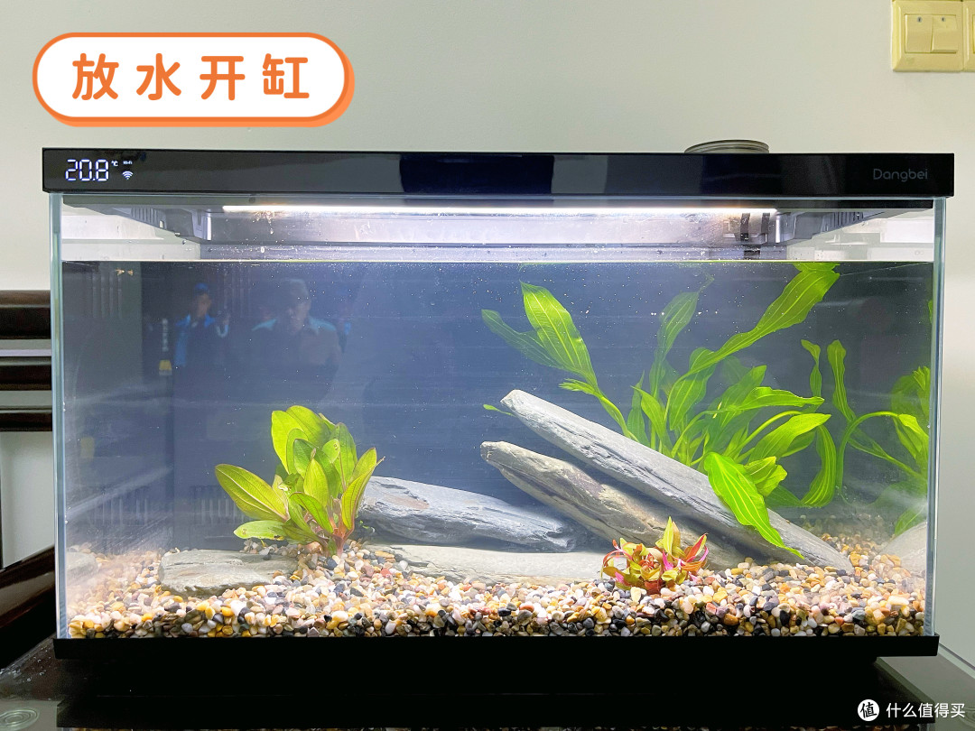 从“养鱼小白”到“养鱼达人”,只差一个“当贝智能生态鱼缸”