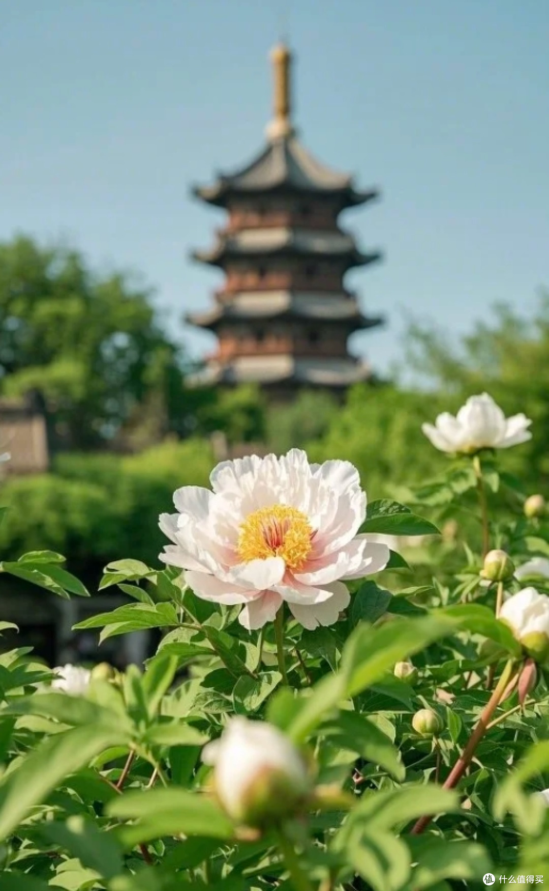 不愧是Deepseek推荐,四月超美的9旅行地推荐!
