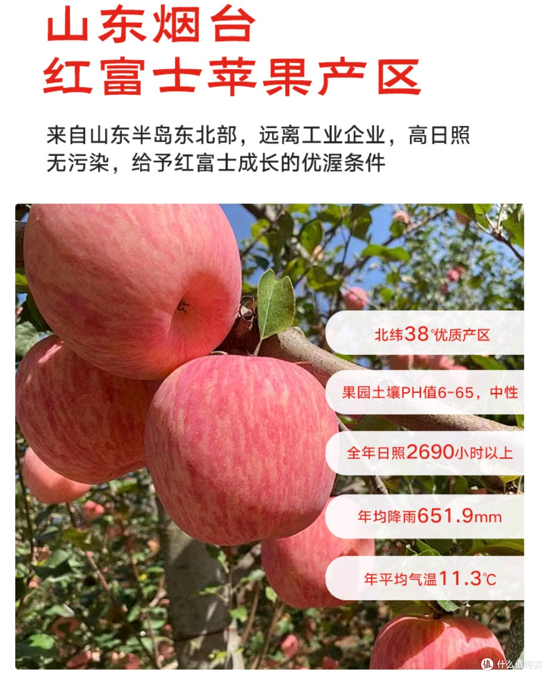 苹果还得红富士啊