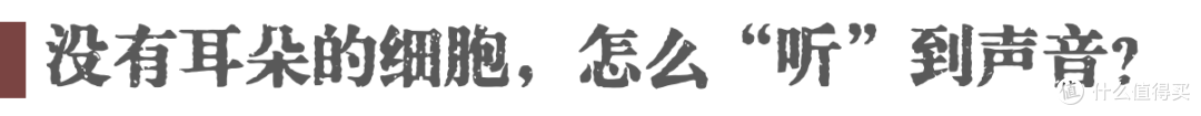 细胞能听见声音吗?科学家用声波治疗受损细胞的实验