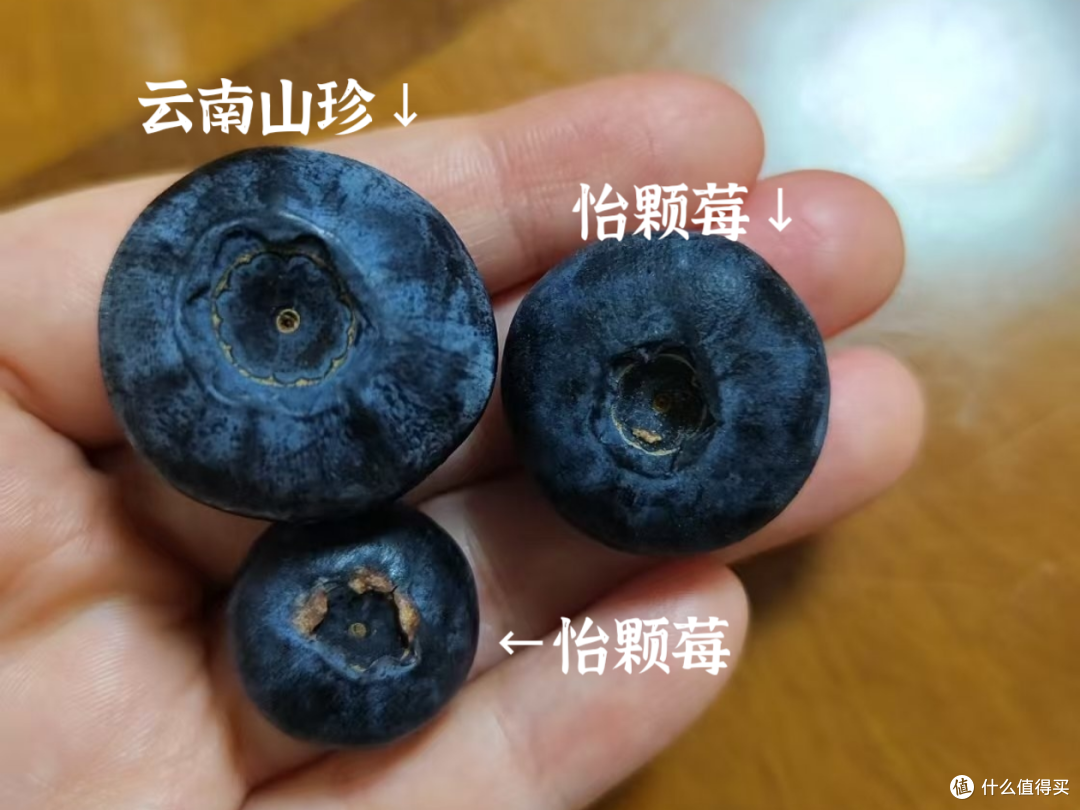 云南蓝莓正当季,怡颗莓vs云南山珍,哪个更好吃