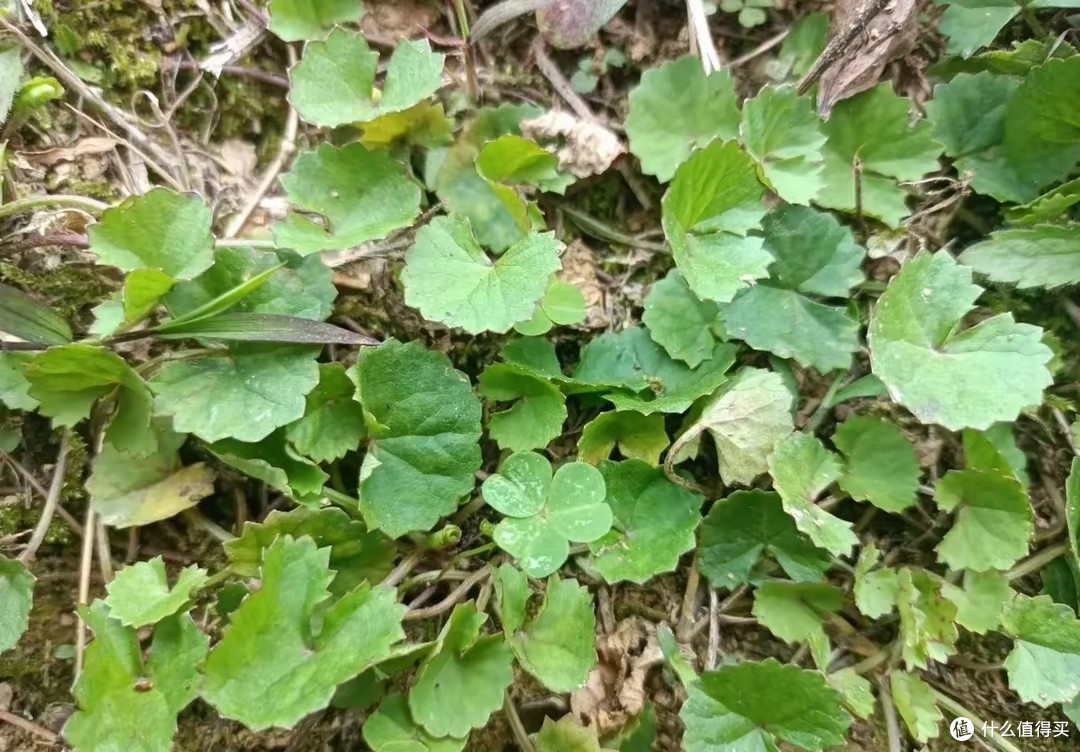 《降火草》崩大碗:田埂上的珍贵记忆