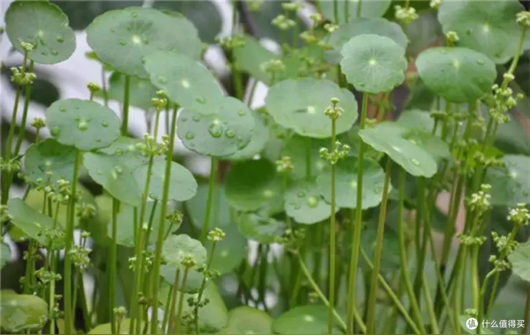 《降火草》崩大碗:田埂上的珍贵记忆