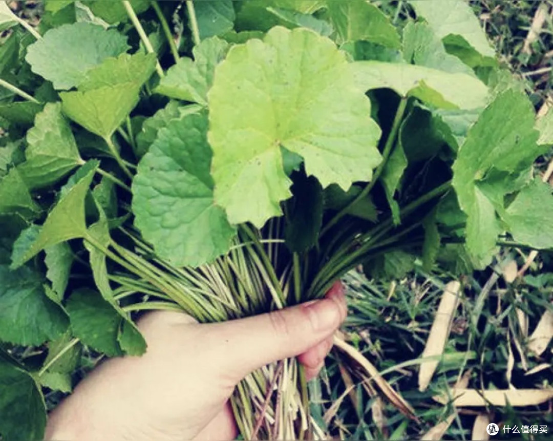 《降火草》崩大碗:田埂上的珍贵记忆