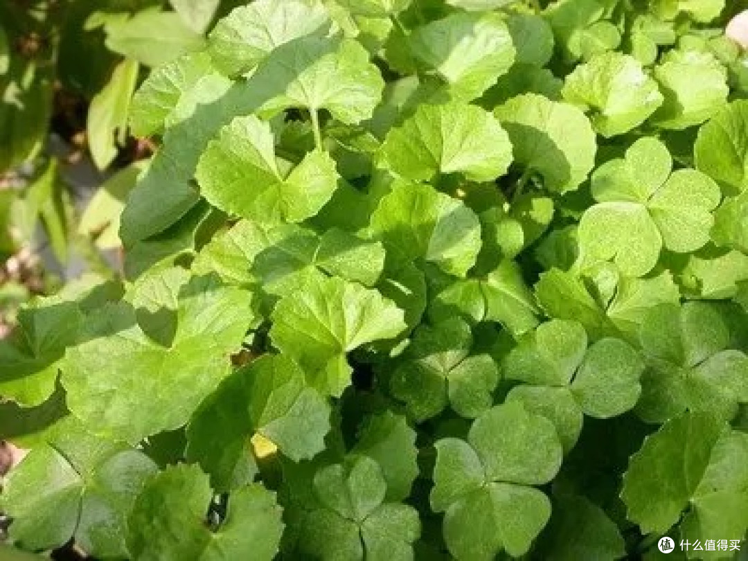 《降火草》崩大碗:田埂上的珍贵记忆