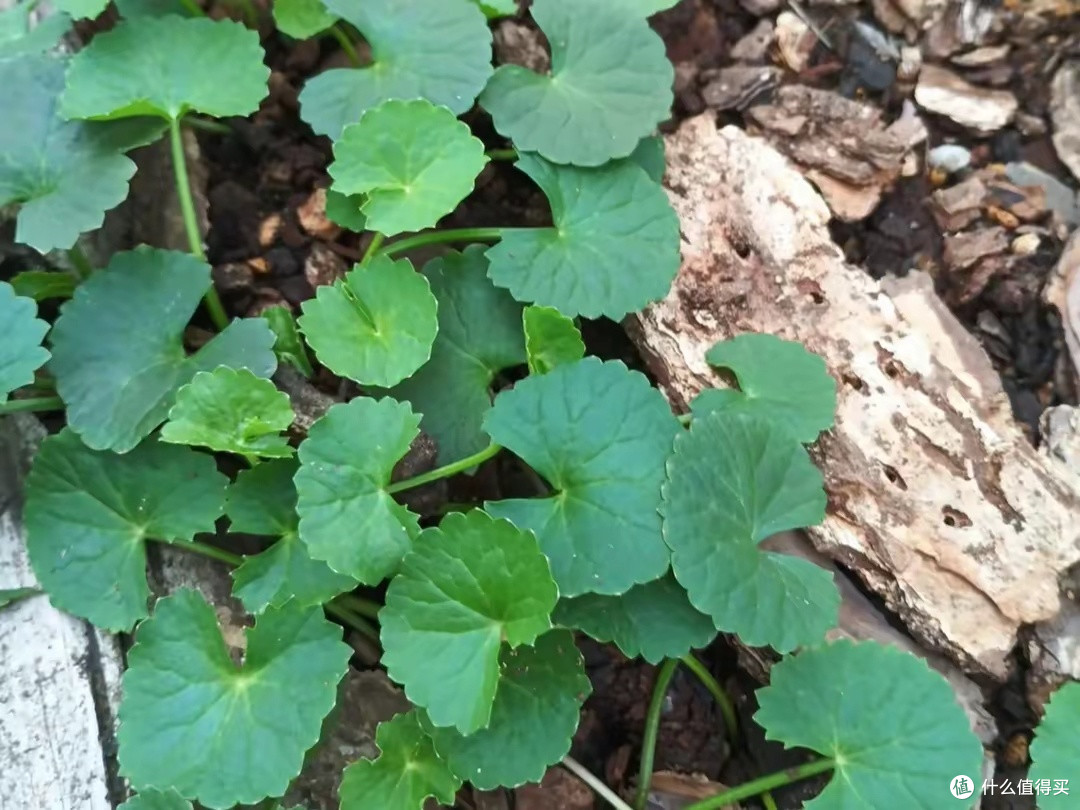 《降火草》崩大碗:田埂上的珍贵记忆