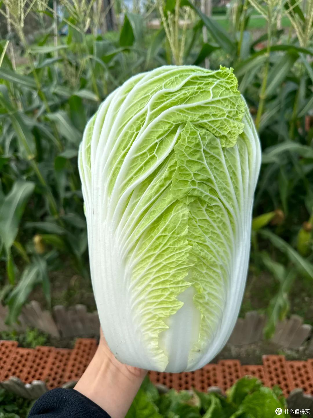 老一辈的嘴是真严啊!这些实用买菜技巧,为什么不早点告诉我