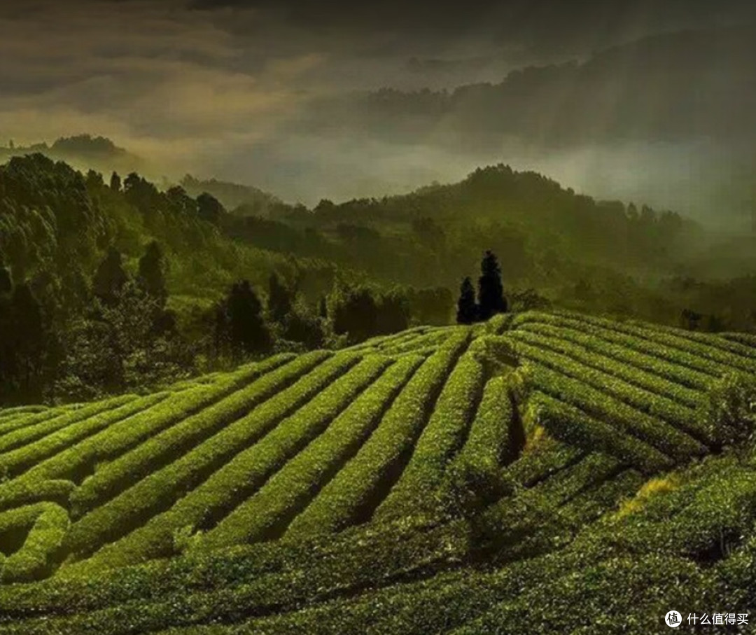 早春邂逅第一缕茶香,竹叶青中国高端绿茶唤醒春日味蕾