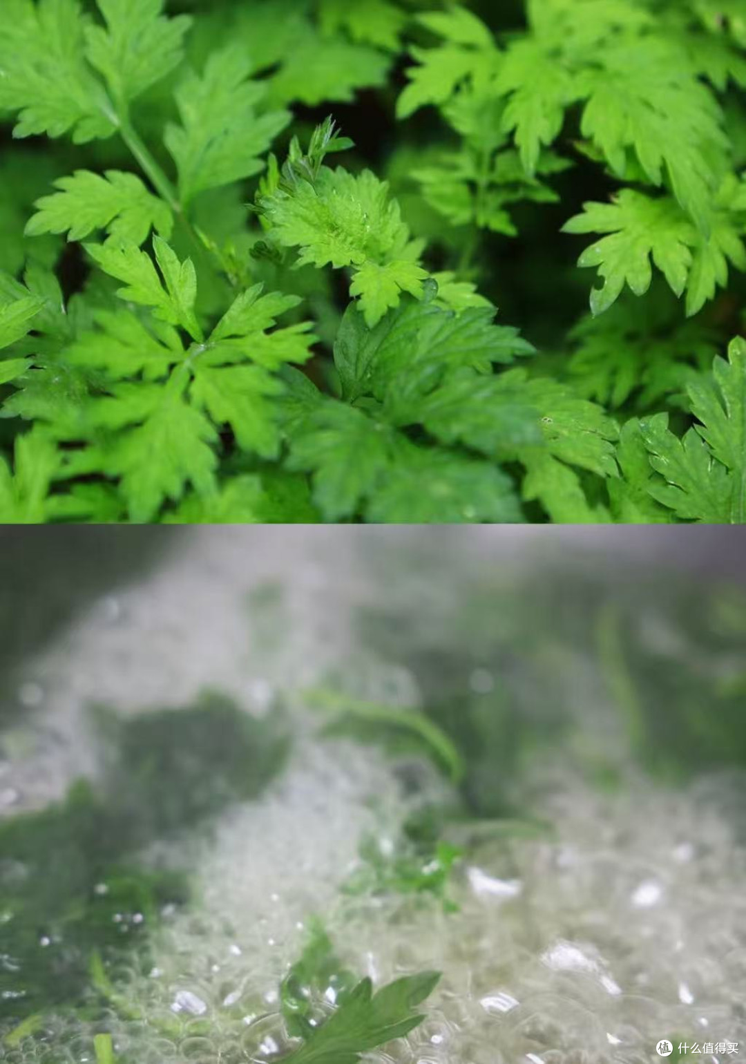 把山野清香揉进掌心