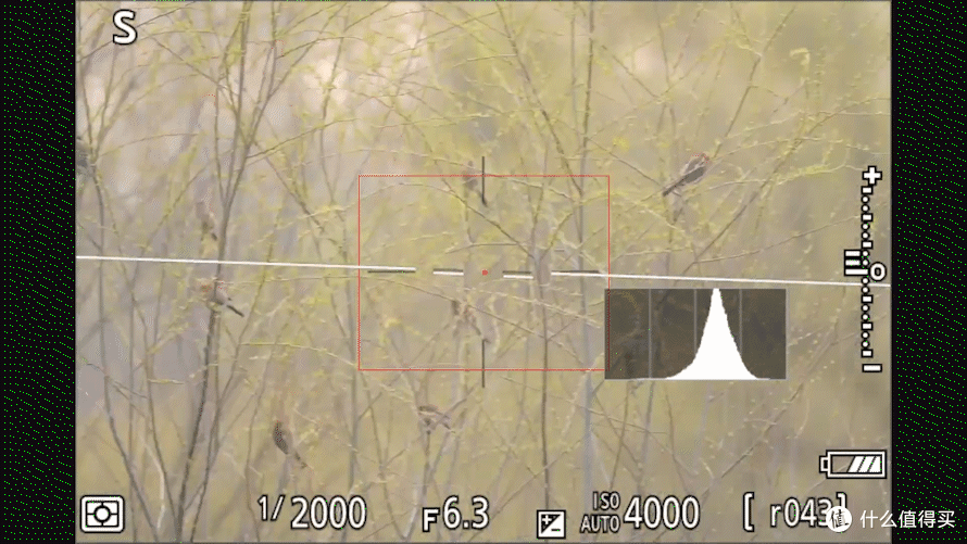 Z5II GIF2.gif