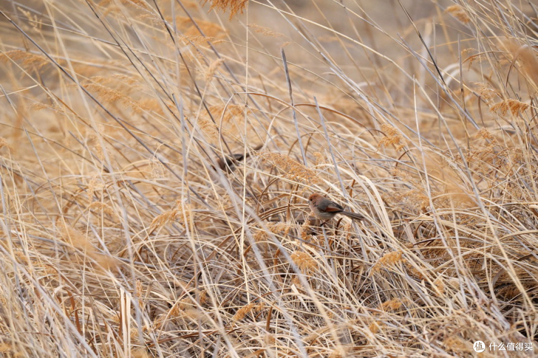 DSC_0996.JPG