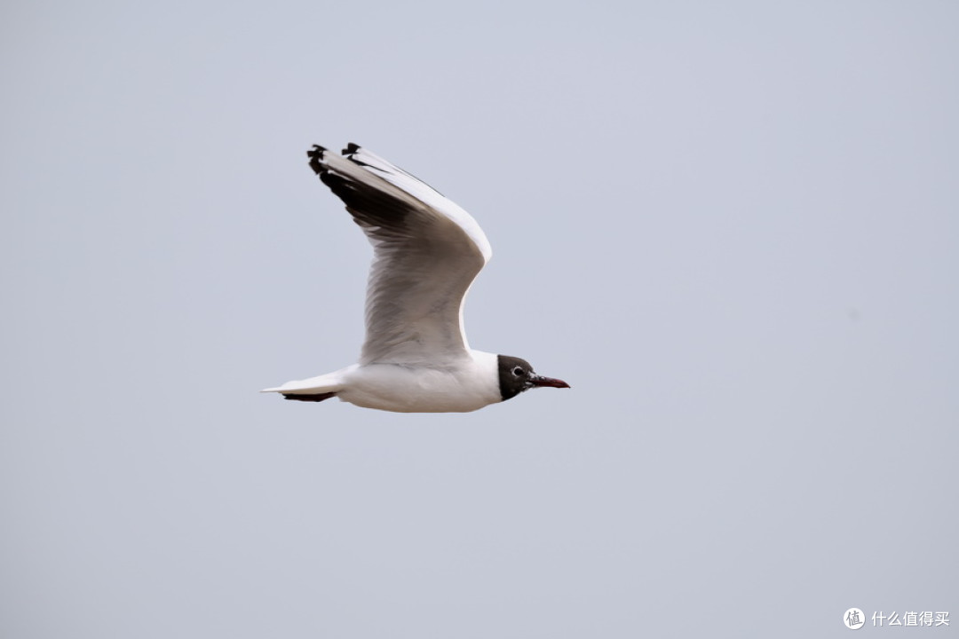 DSC_0832.JPG