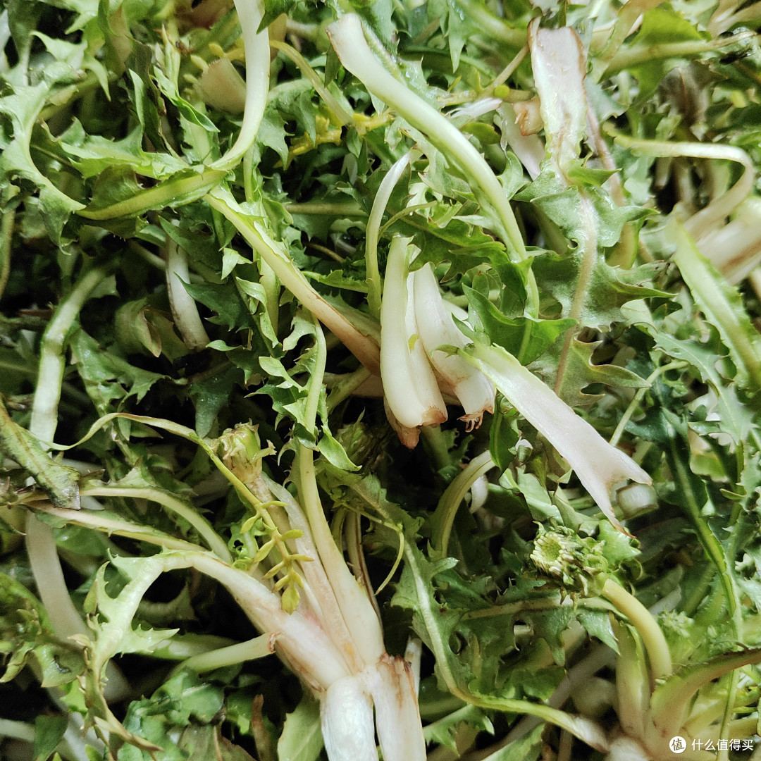 你还记得这些老味道吗——春季野菜好物大赏!