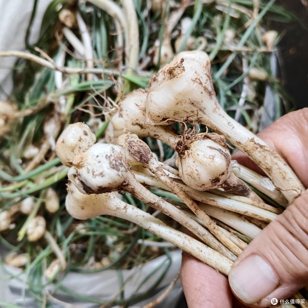 你还记得这些老味道吗——春季野菜好物大赏!