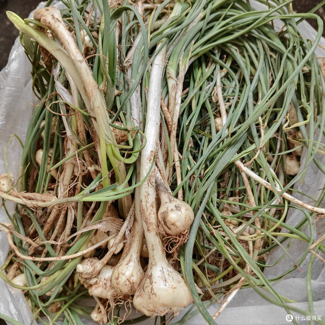 你还记得这些老味道吗——春季野菜好物大赏!