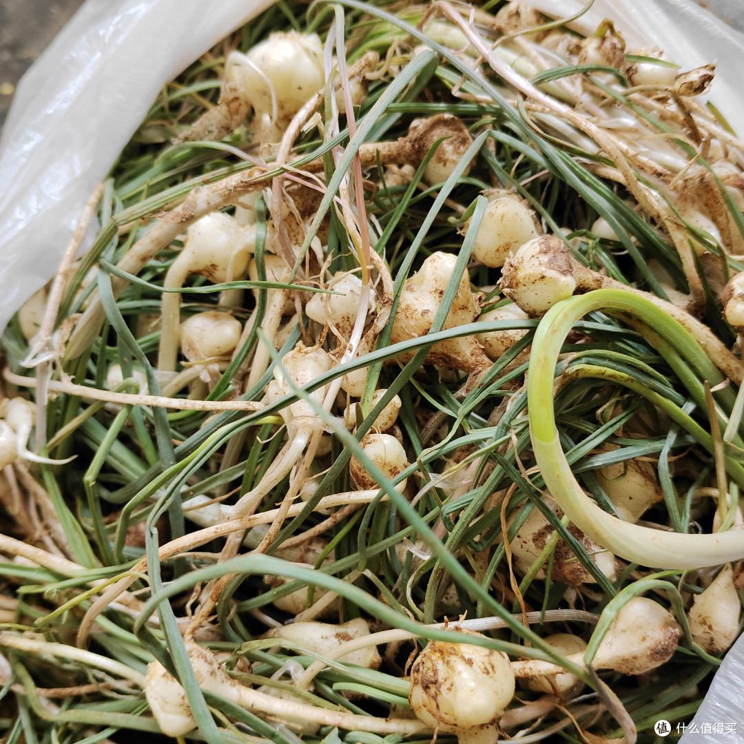 你还记得这些老味道吗——春季野菜好物大赏!