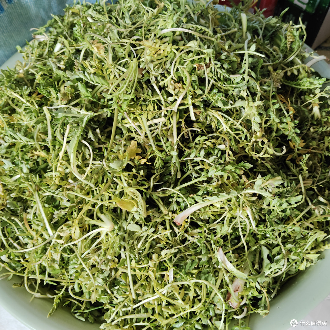 你还记得这些老味道吗——春季野菜好物大赏!