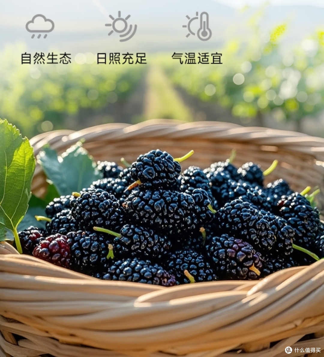 清明必囤！这6款懒人养生零食好吃不贵