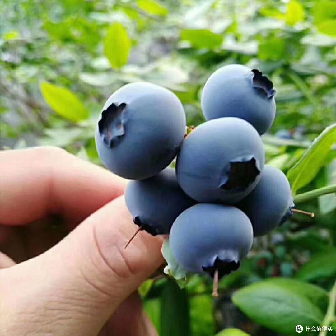 中国,这10种蓝莓吵疯了,拦不住,根本拦不住