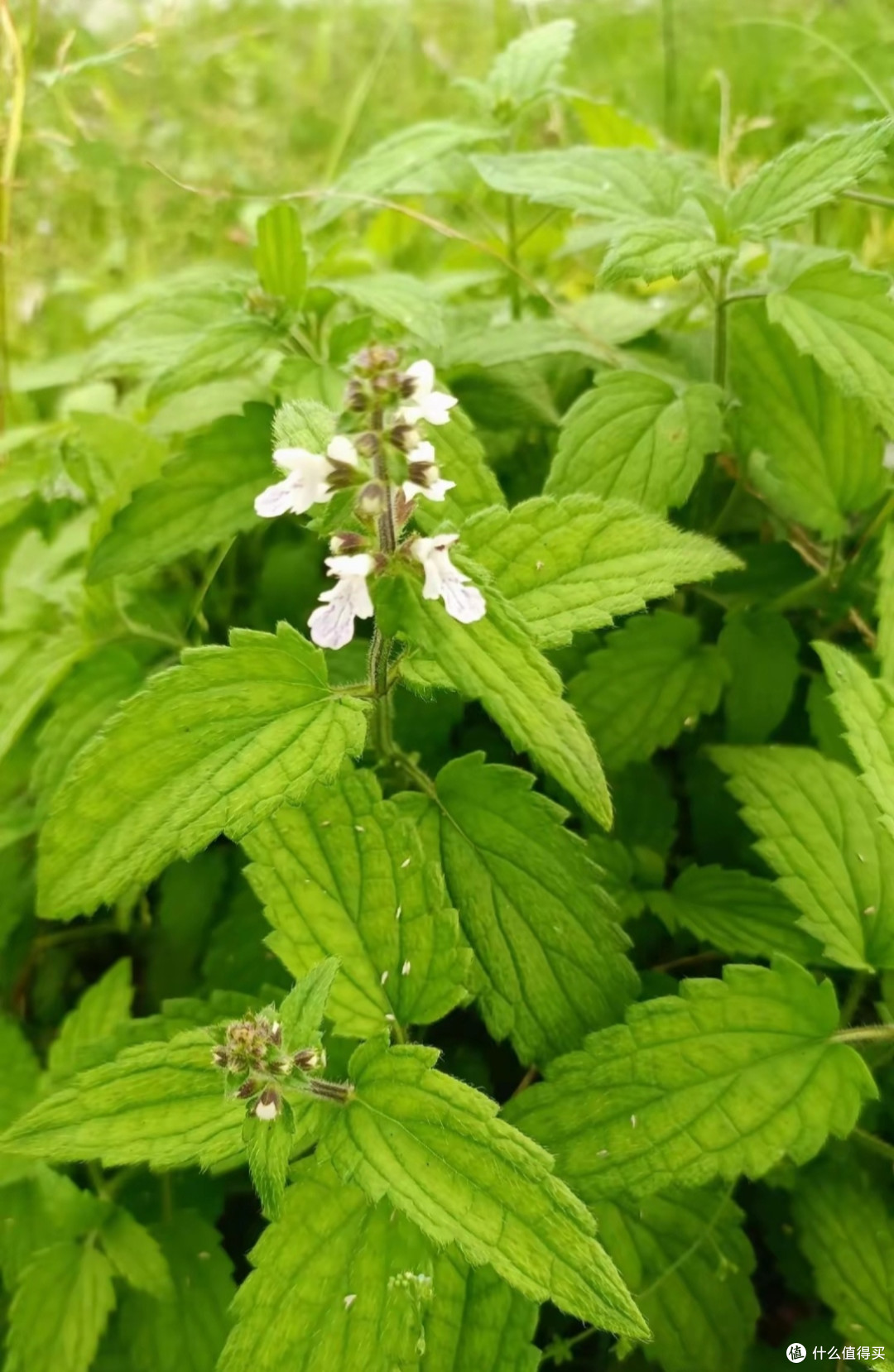 别错过!这种不起眼的野菜,功效惊人