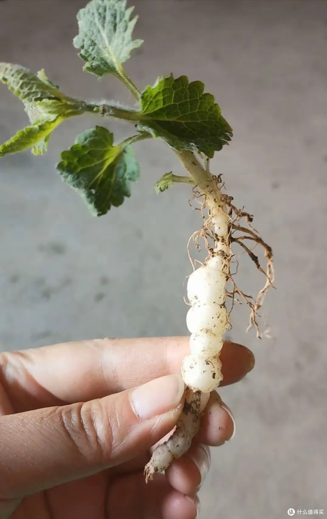 别错过!这种不起眼的野菜,功效惊人