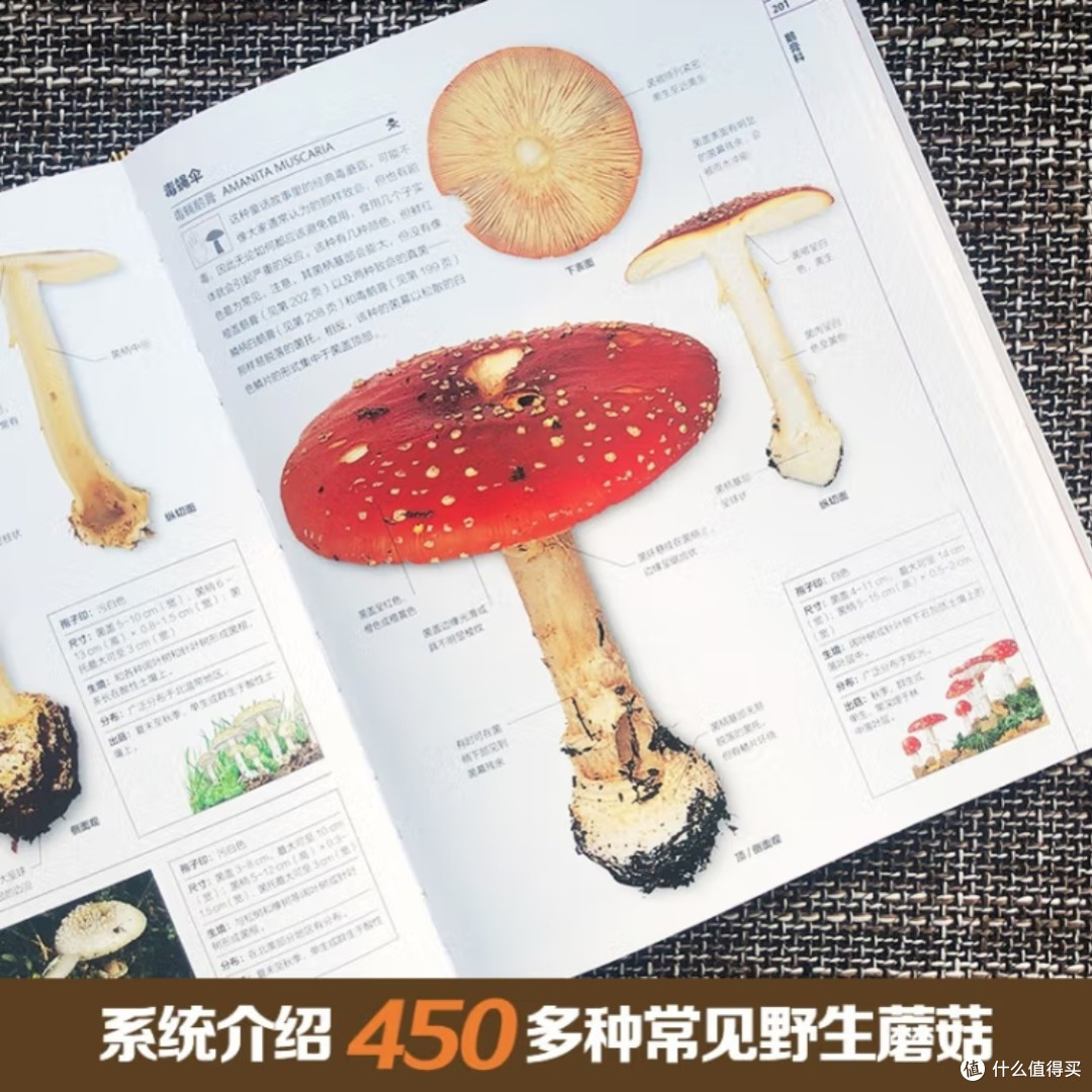 DK蘑菇大百科:视觉工具书