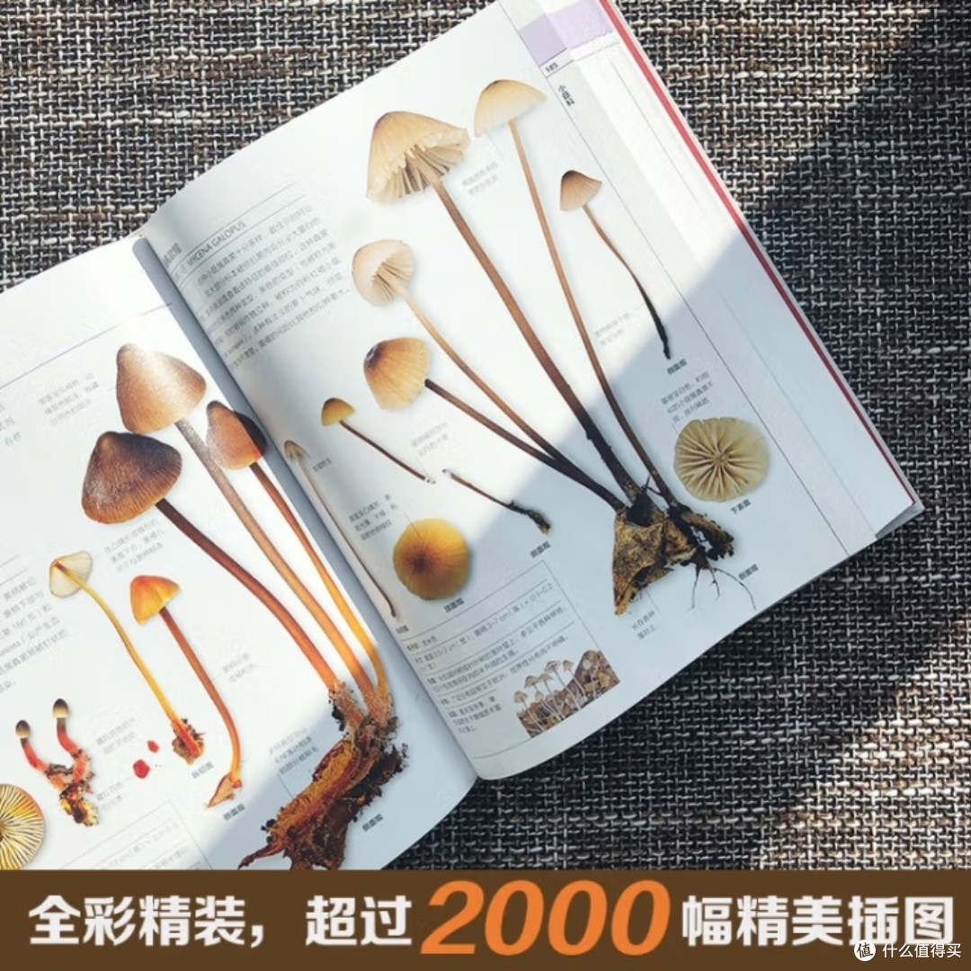 DK蘑菇大百科:视觉工具书