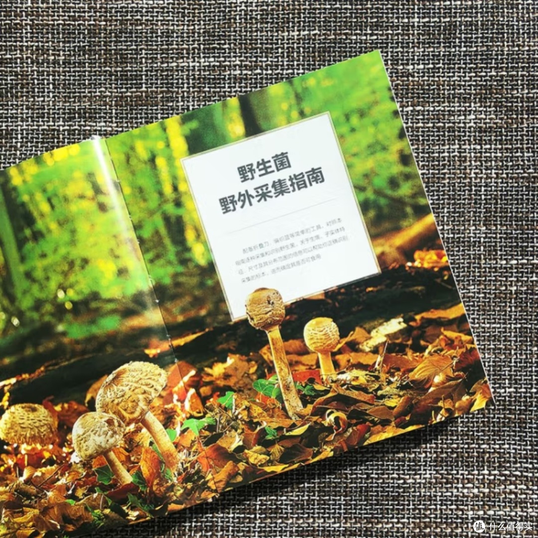 DK蘑菇大百科:视觉工具书