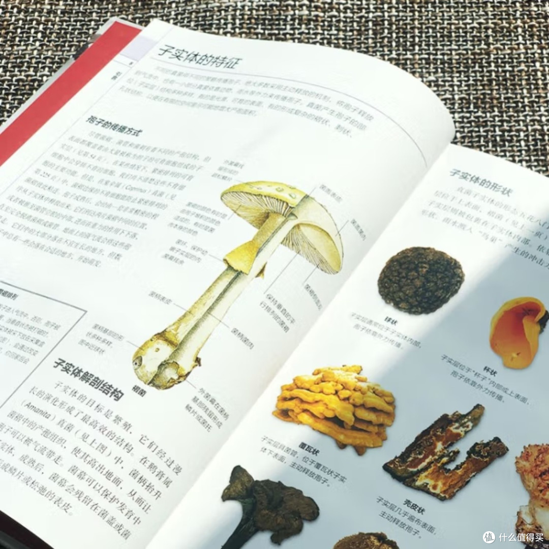 DK蘑菇大百科:视觉工具书