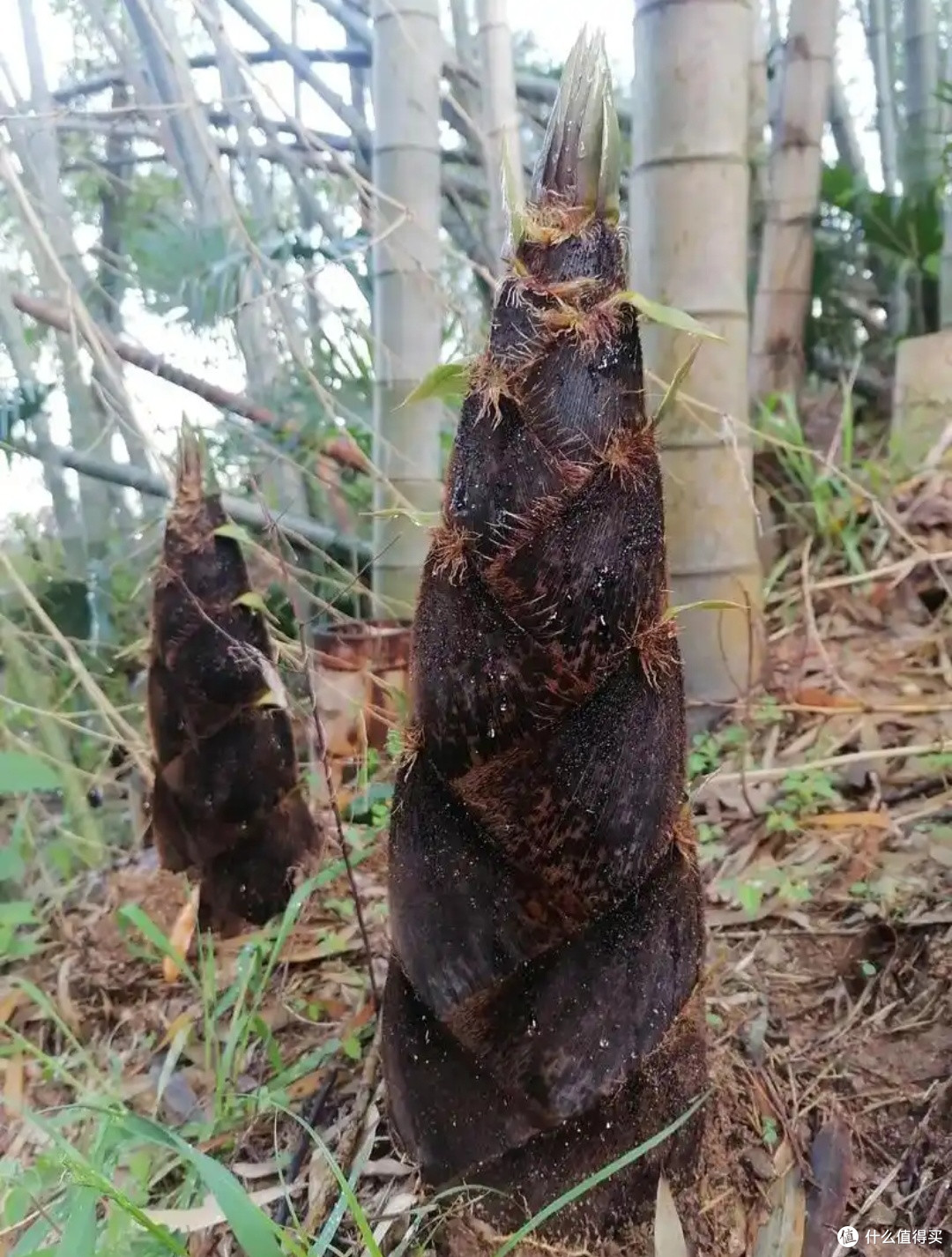 清明时令美味指南：传统与春鲜的舌尖邂逅