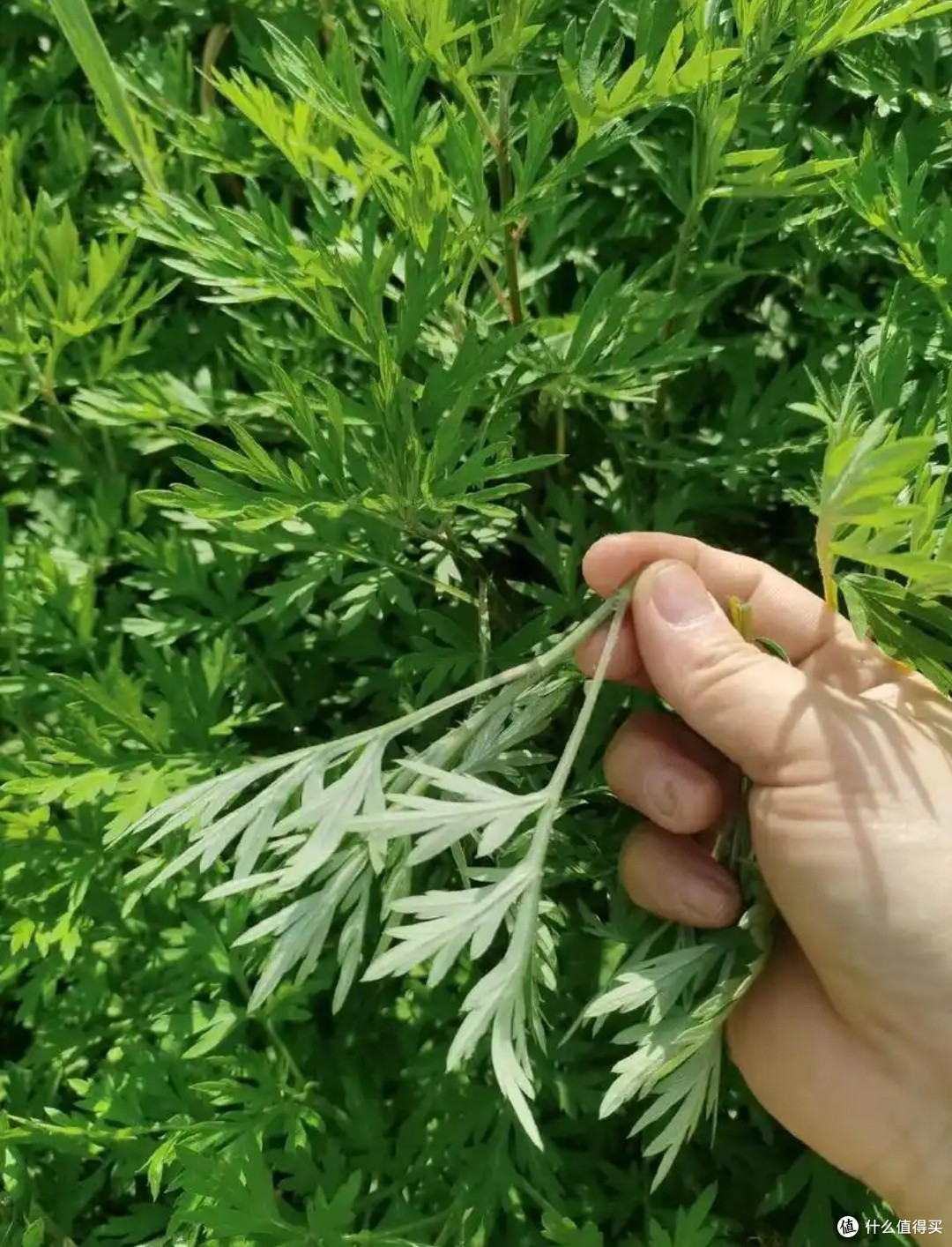 清明时令美味指南：传统与春鲜的舌尖邂逅