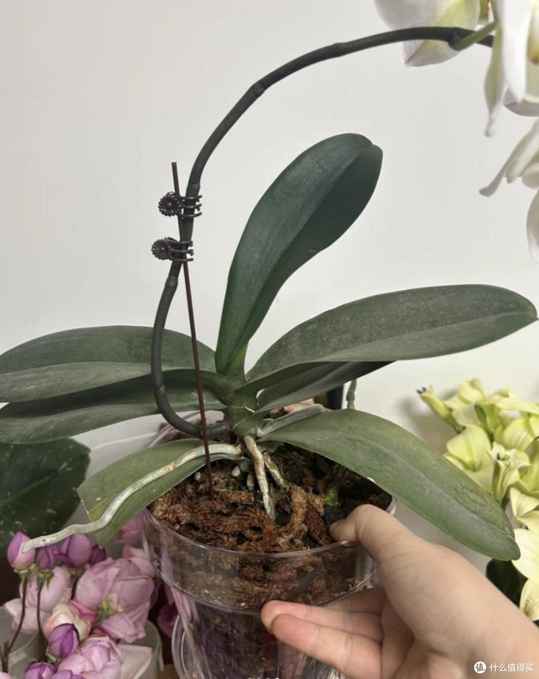 养了9年蝴蝶兰,我发现了一个爆根小秘诀,每年都开花,太美了!