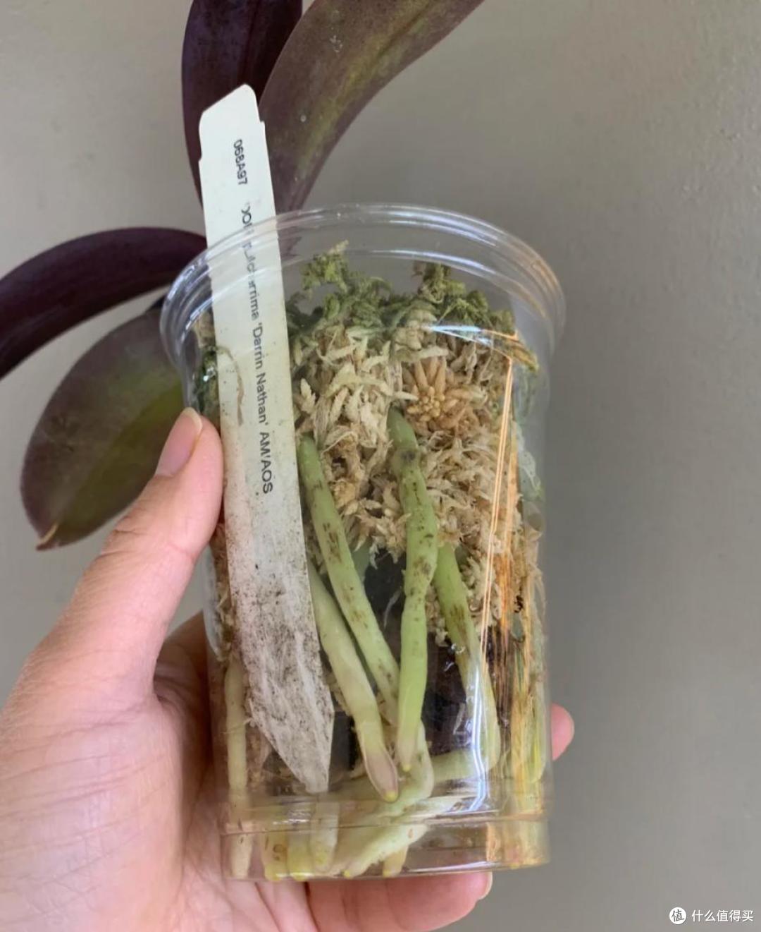 养了9年蝴蝶兰,我发现了一个爆根小秘诀,每年都开花,太美了!