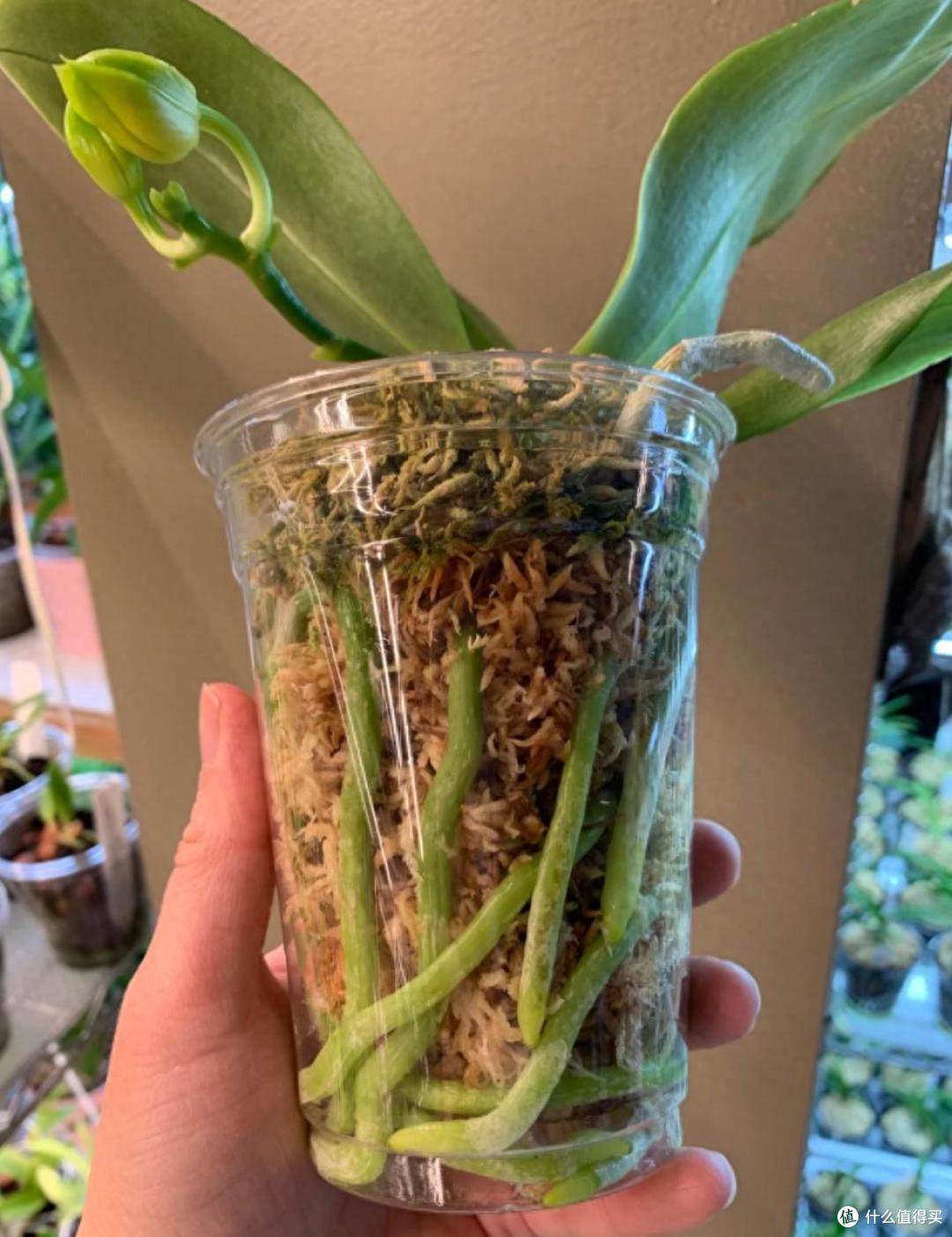 养了9年蝴蝶兰,我发现了一个爆根小秘诀,每年都开花,太美了!
