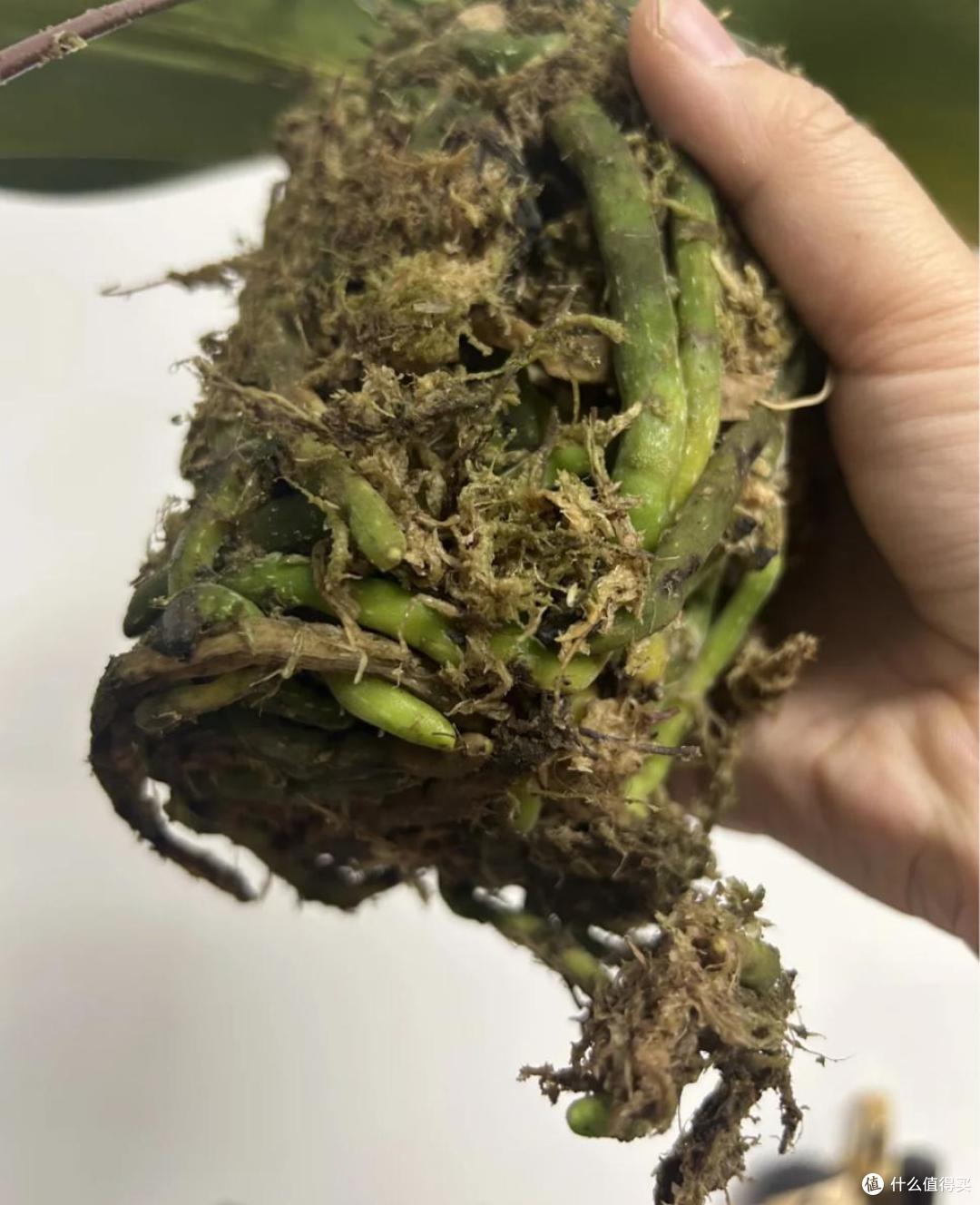 养了9年蝴蝶兰,我发现了一个爆根小秘诀,每年都开花,太美了!
