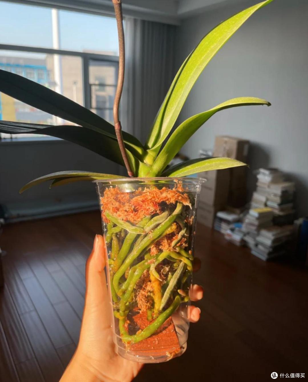 养了9年蝴蝶兰,我发现了一个爆根小秘诀,每年都开花,太美了!